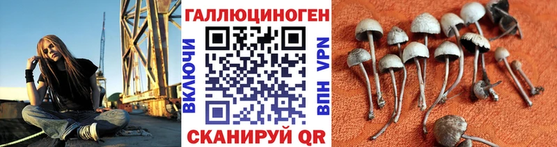 Псилоцибиновые грибы Cubensis  Кола 